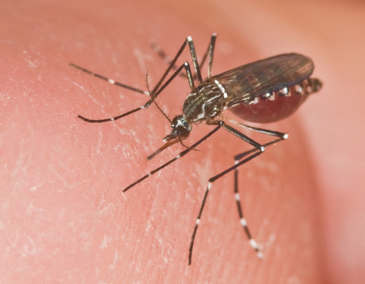 Pictured is a Aedes aegypti mosquito.